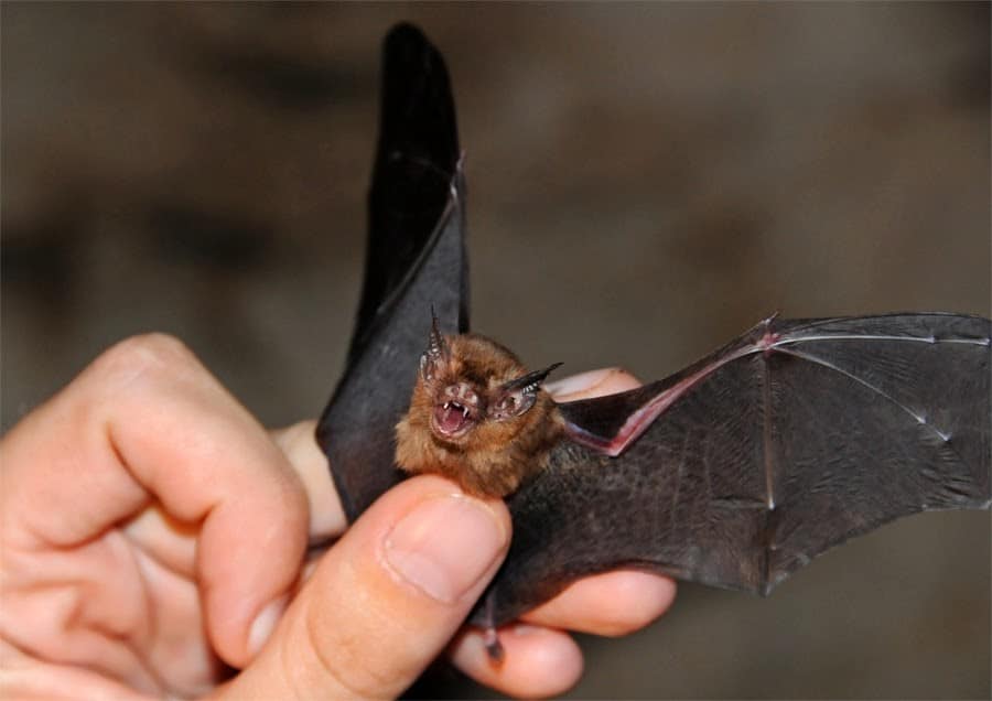 Khun Kitti Bat: Unveiling the World's Smallest Mammal; Kitti's hog-nosed bat 7