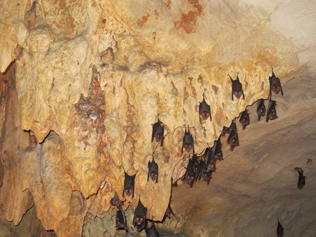 Khun Kitti Bat: Unveiling the World's Smallest Mammal; Kitti's hog-nosed bat 6 Khun Kitti Bat: Unveiling the World's Smallest Mammal; Kitti's hog-nosed bat 6