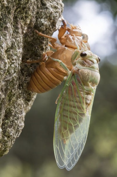 Cicadas: the sound of summer, the soul of nature 2