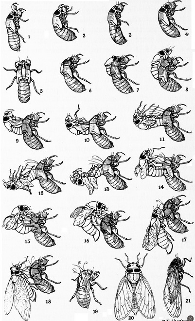 Cicadas: the sound of summer, the soul of nature 3 Cicadas: the sound of summer, the soul of nature 3