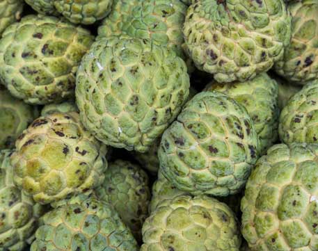 Famous Thai Fruits you must try. Exploring Thai Exotic Delights: A Comprehensive Guide to world renowned fruits. 10 Famous Thai Fruits you must try. Exploring Thai Exotic Delights: A Comprehensive Guide to world renowned fruits. 10