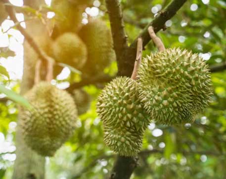 Famous Thai Fruits you must try. Exploring Thai Exotic Delights: A Comprehensive Guide to world renowned fruits. 3 Famous Thai Fruits you must try. Exploring Thai Exotic Delights: A Comprehensive Guide to world renowned fruits. 3