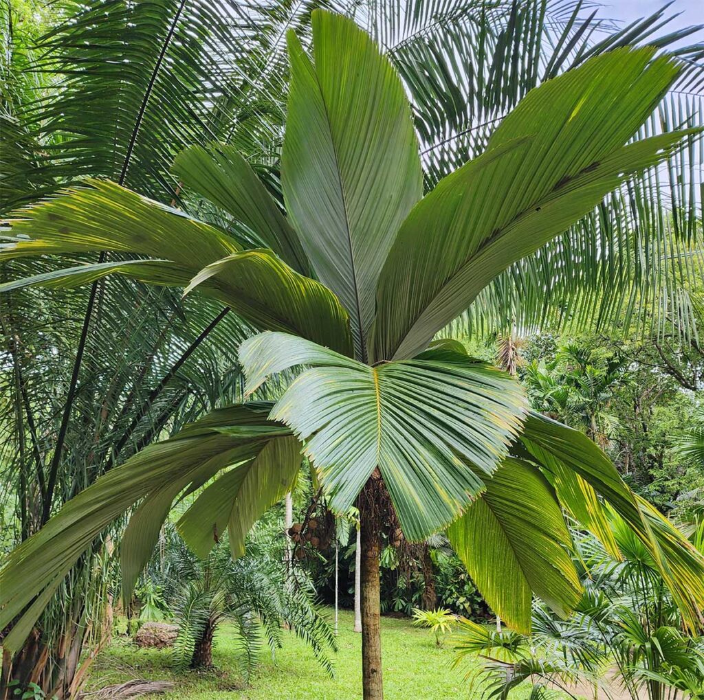 Rare Palm at Palmatum of River Kwai at River Kwai Resotel Riverside Resort in Saiyok, Kanchanaburi 34