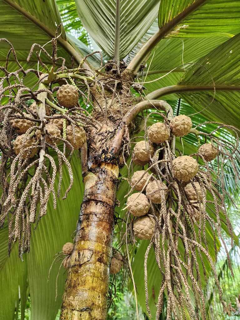 Rare Palm at Palmatum of River Kwai at River Kwai Resotel Riverside Resort in Saiyok, Kanchanaburi 35