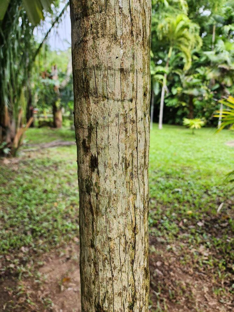 Rare Palm at Palmatum of River Kwai at River Kwai Resotel Riverside Resort in Saiyok, Kanchanaburi 11