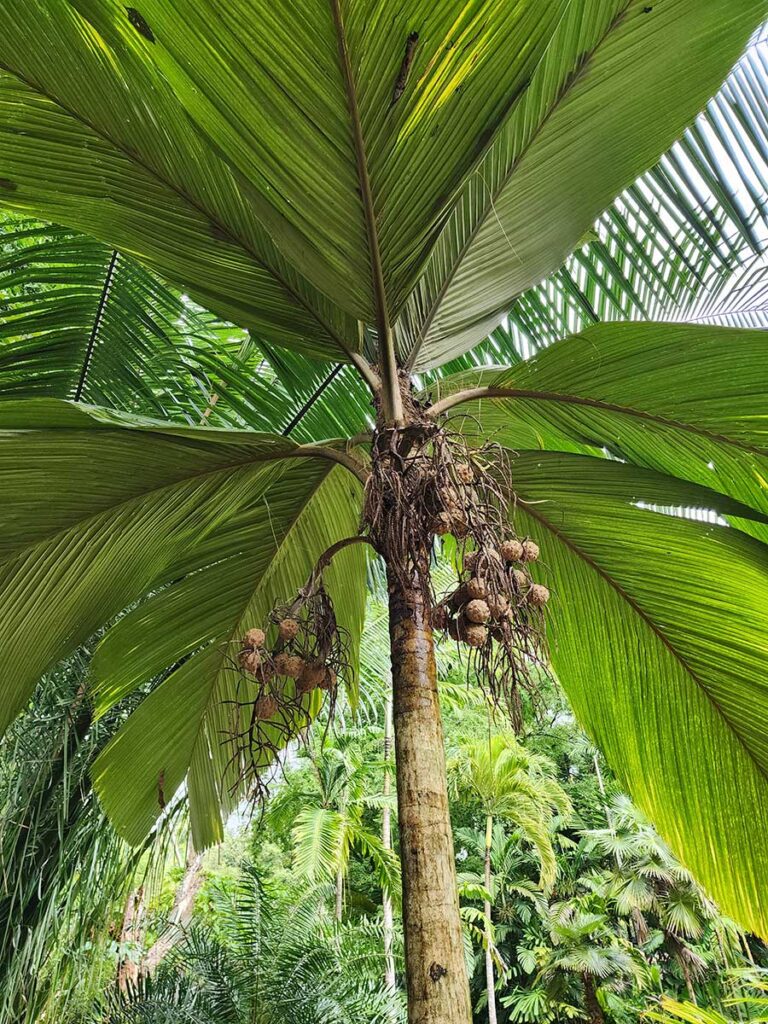 Rare Palm at Palmatum of River Kwai at River Kwai Resotel Riverside Resort in Saiyok, Kanchanaburi 12