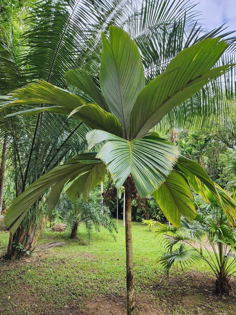 Rare Palm at Palmatum of River Kwai at River Kwai Resotel Riverside Resort in Saiyok, Kanchanaburi 13
