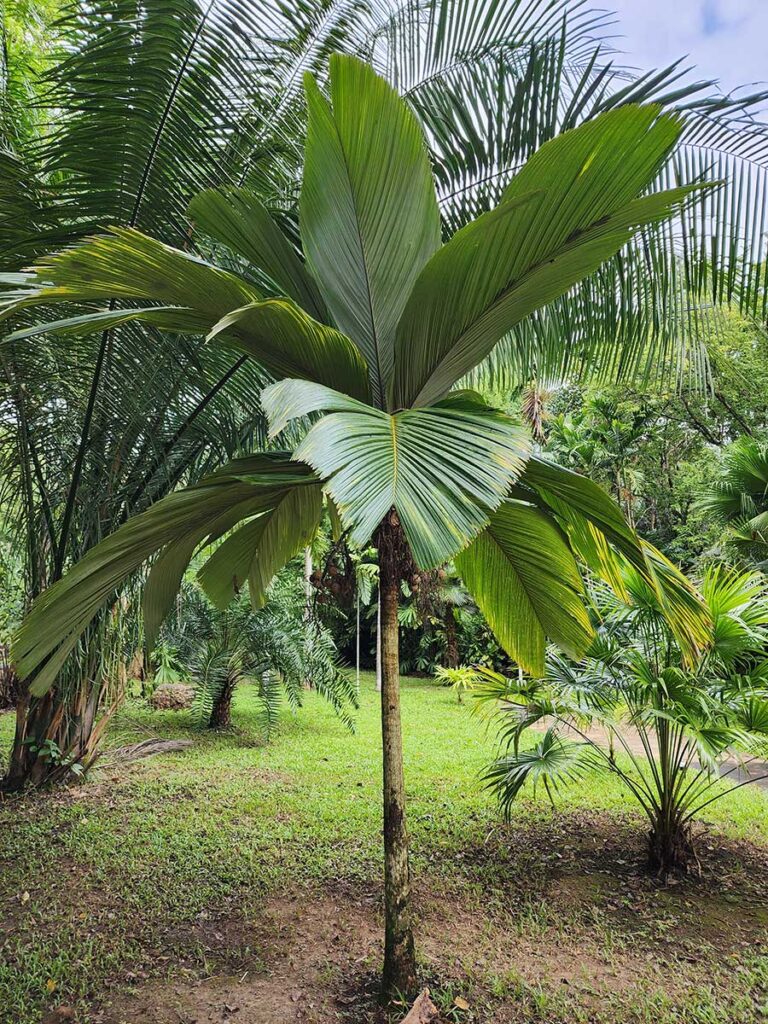 Rare Palm at Palmatum of River Kwai at River Kwai Resotel Riverside Resort in Saiyok, Kanchanaburi 14