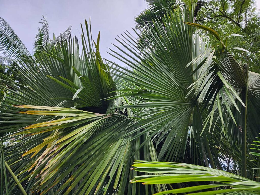 Rare Palm at Palmatum of River Kwai at River Kwai Resotel Riverside Resort in Saiyok, Kanchanaburi 3