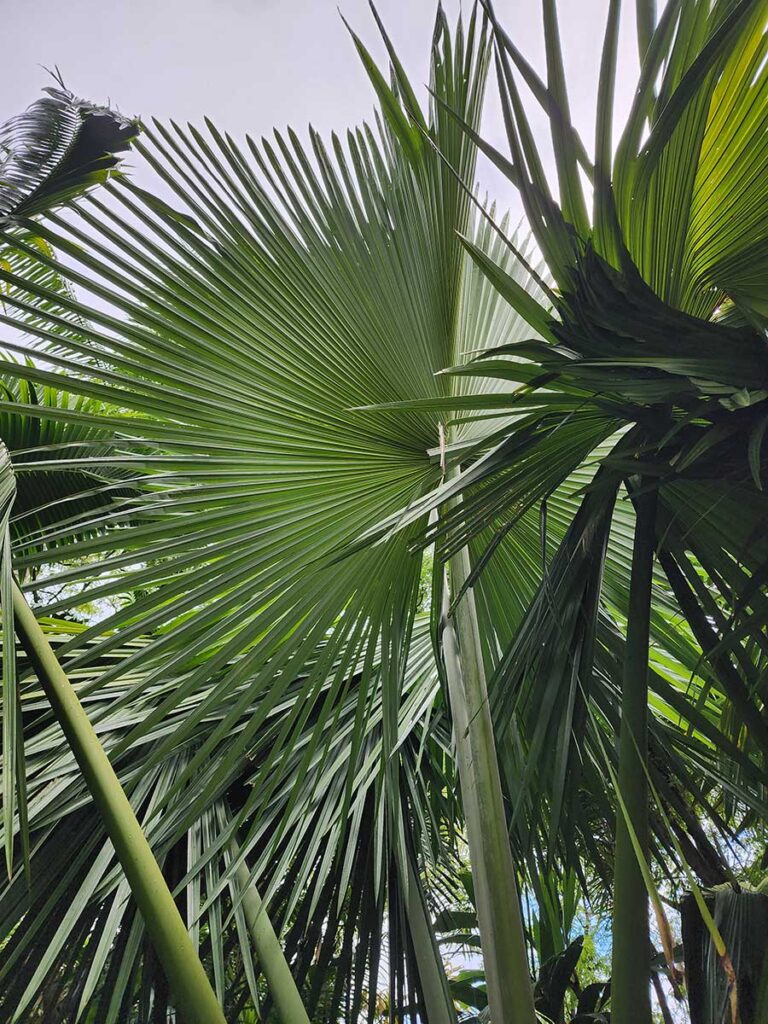 Rare Palm at Palmatum of River Kwai at River Kwai Resotel Riverside Resort in Saiyok, Kanchanaburi 5