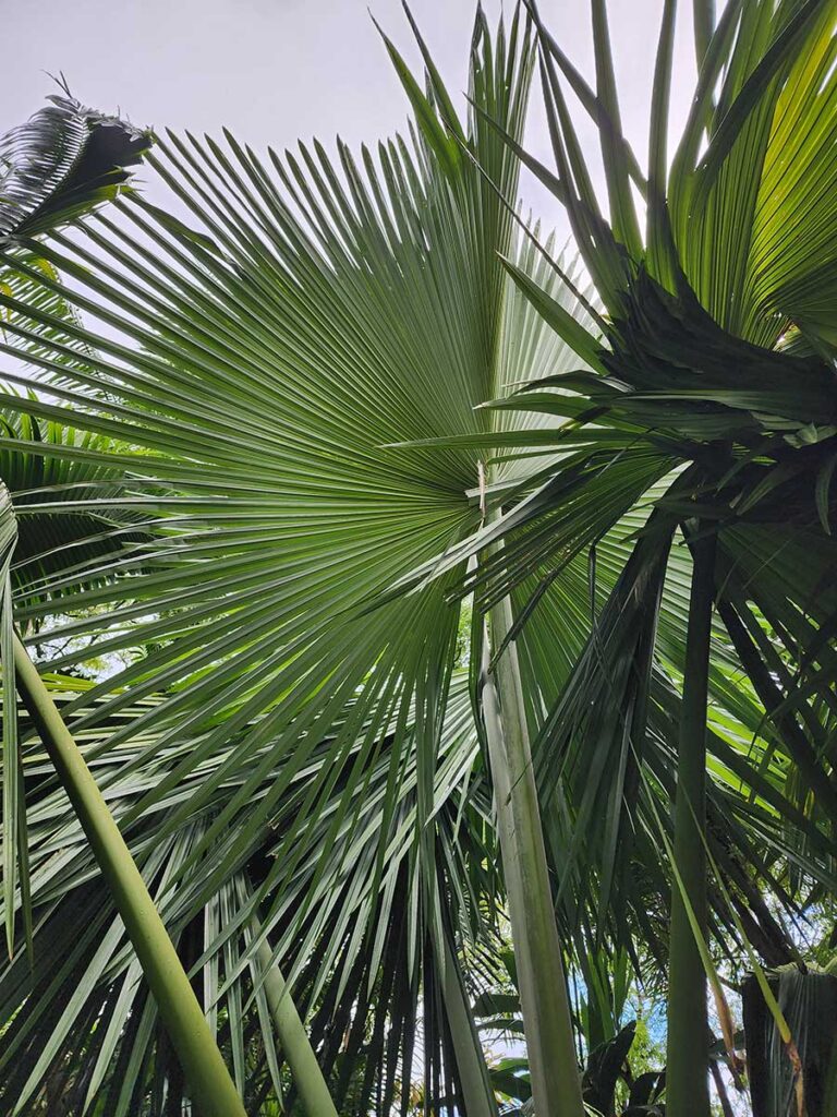 Rare Palm at Palmatum of River Kwai at River Kwai Resotel Riverside Resort in Saiyok, Kanchanaburi 30