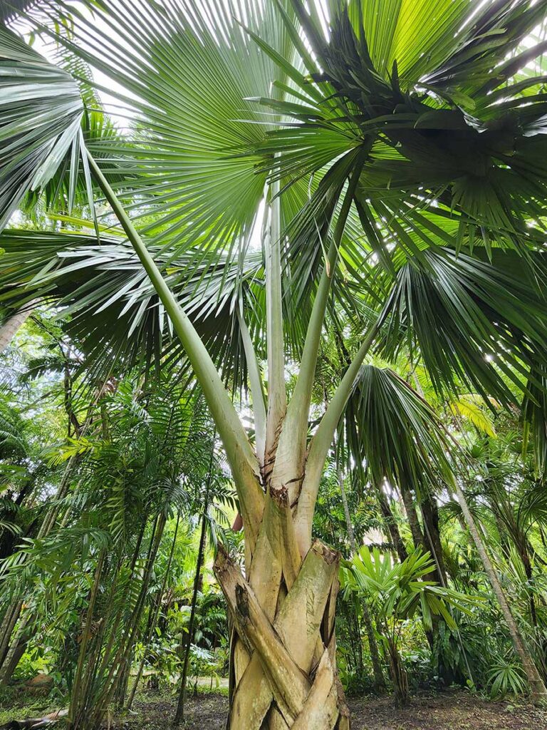 Rare Palm at Palmatum of River Kwai at River Kwai Resotel Riverside Resort in Saiyok, Kanchanaburi 31