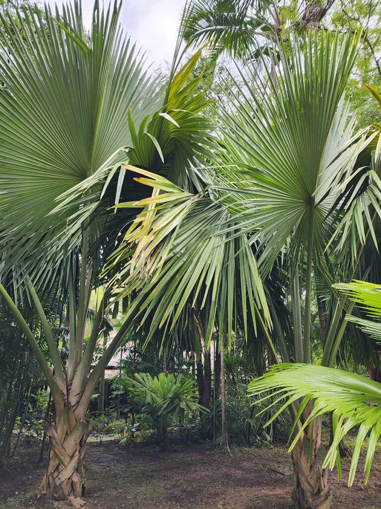 Rare Palm at Palmatum of River Kwai at River Kwai Resotel Riverside Resort in Saiyok, Kanchanaburi 7