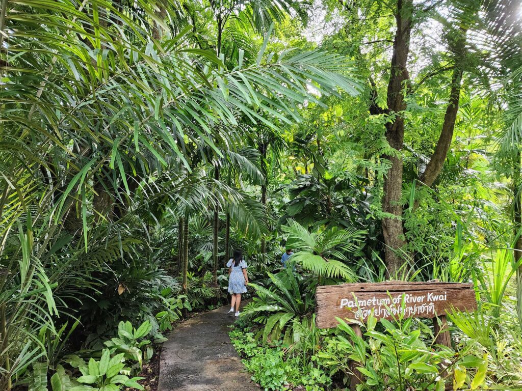 Rare Palm at Palmatum of River Kwai at River Kwai Resotel Riverside Resort in Saiyok, Kanchanaburi 27