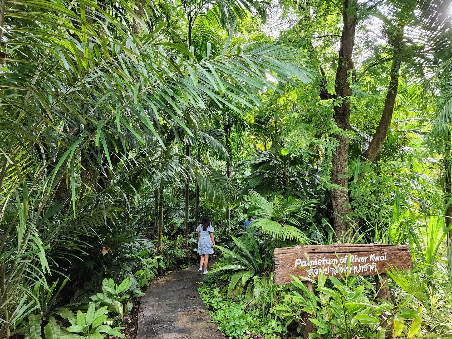 Rare Palm at Palmatum of River Kwai at River Kwai Resotel Riverside Resort in Saiyok, Kanchanaburi 1