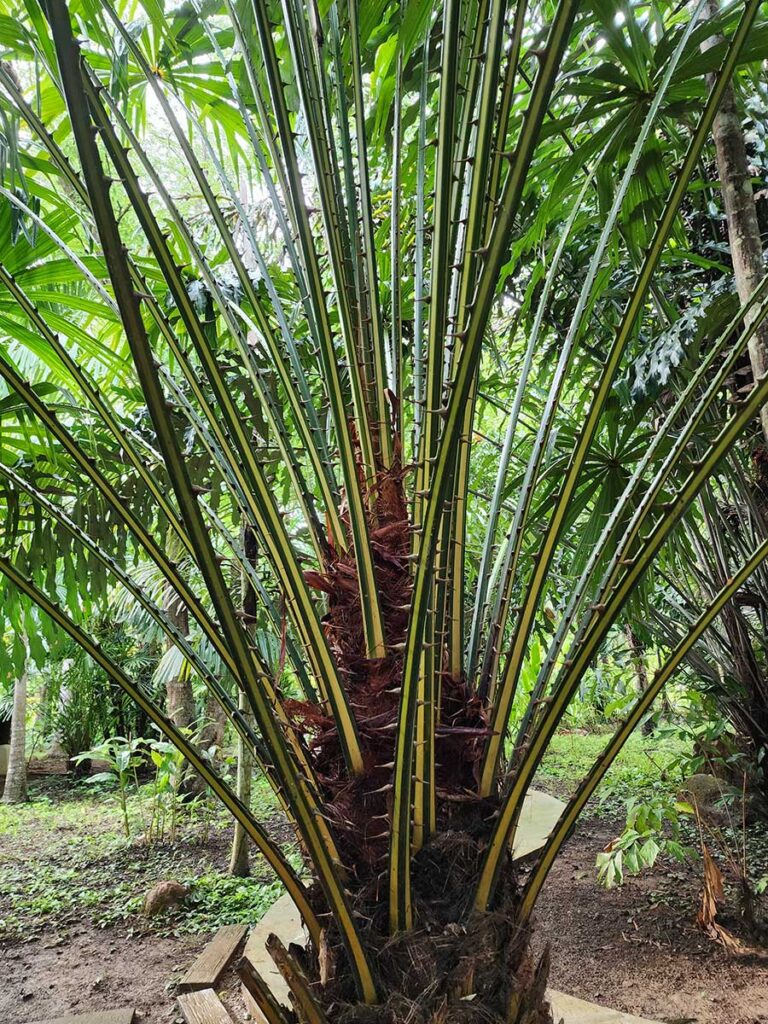 Rare Palm at Palmatum of River Kwai at River Kwai Resotel Riverside Resort in Saiyok, Kanchanaburi 15