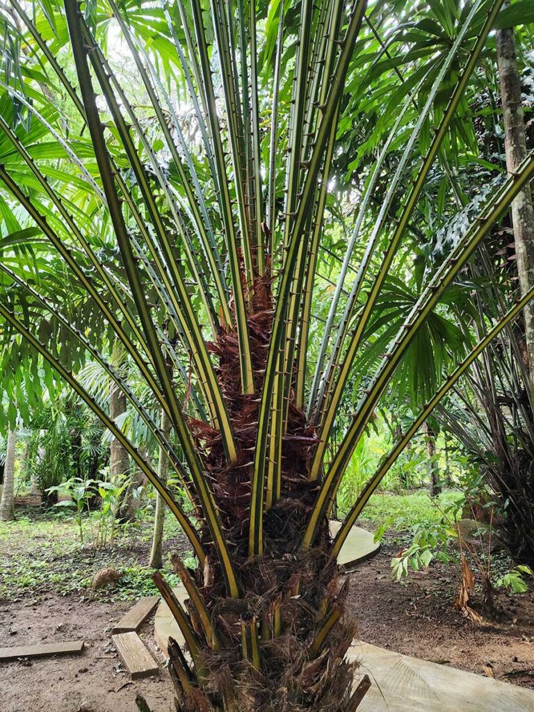 Rare Palm at Palmatum of River Kwai at River Kwai Resotel Riverside Resort in Saiyok, Kanchanaburi 41