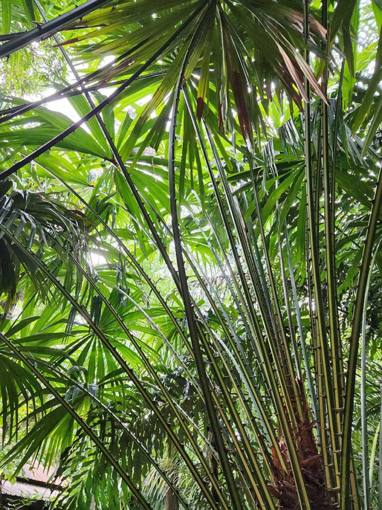 Rare Palm at Palmatum of River Kwai at River Kwai Resotel Riverside Resort in Saiyok, Kanchanaburi 43