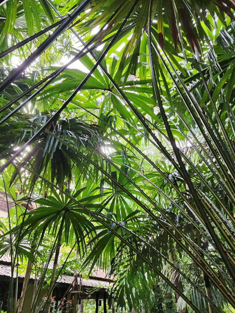 Rare Palm at Palmatum of River Kwai at River Kwai Resotel Riverside Resort in Saiyok, Kanchanaburi 19
