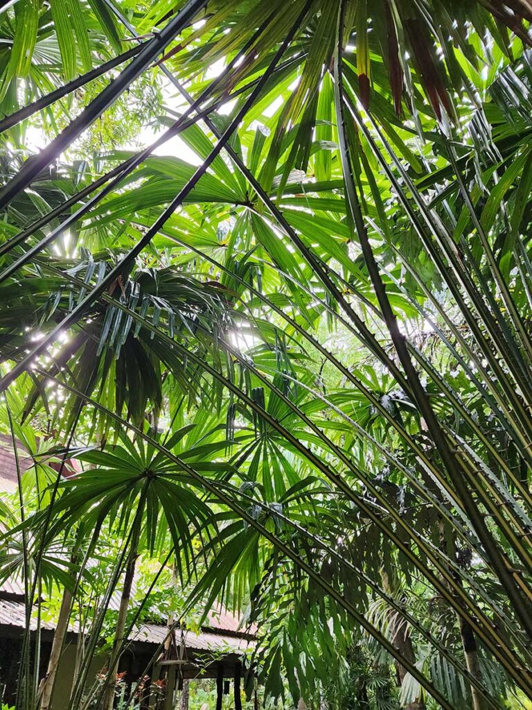 Rare Palm at Palmatum of River Kwai at River Kwai Resotel Riverside Resort in Saiyok, Kanchanaburi 44