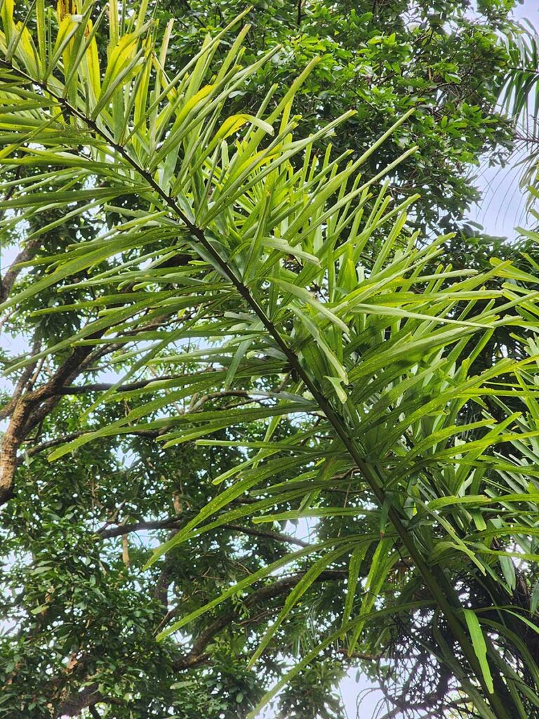 Rare Palm at Palmatum of River Kwai at River Kwai Resotel Riverside Resort in Saiyok, Kanchanaburi 20