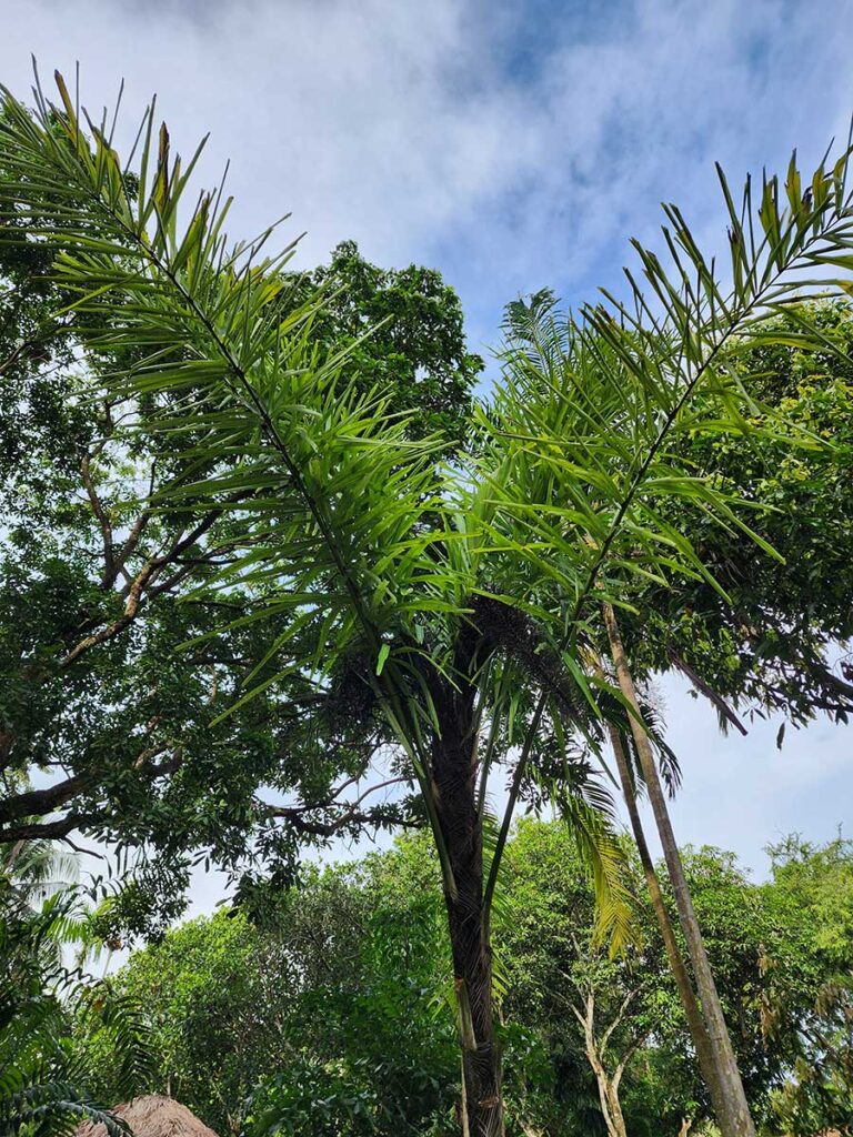 Rare Palm at Palmatum of River Kwai at River Kwai Resotel Riverside Resort in Saiyok, Kanchanaburi 46