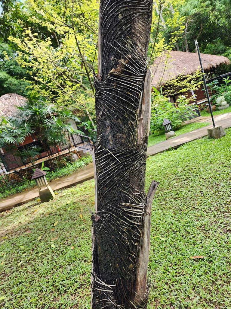 Rare Palm at Palmatum of River Kwai at River Kwai Resotel Riverside Resort in Saiyok, Kanchanaburi 22