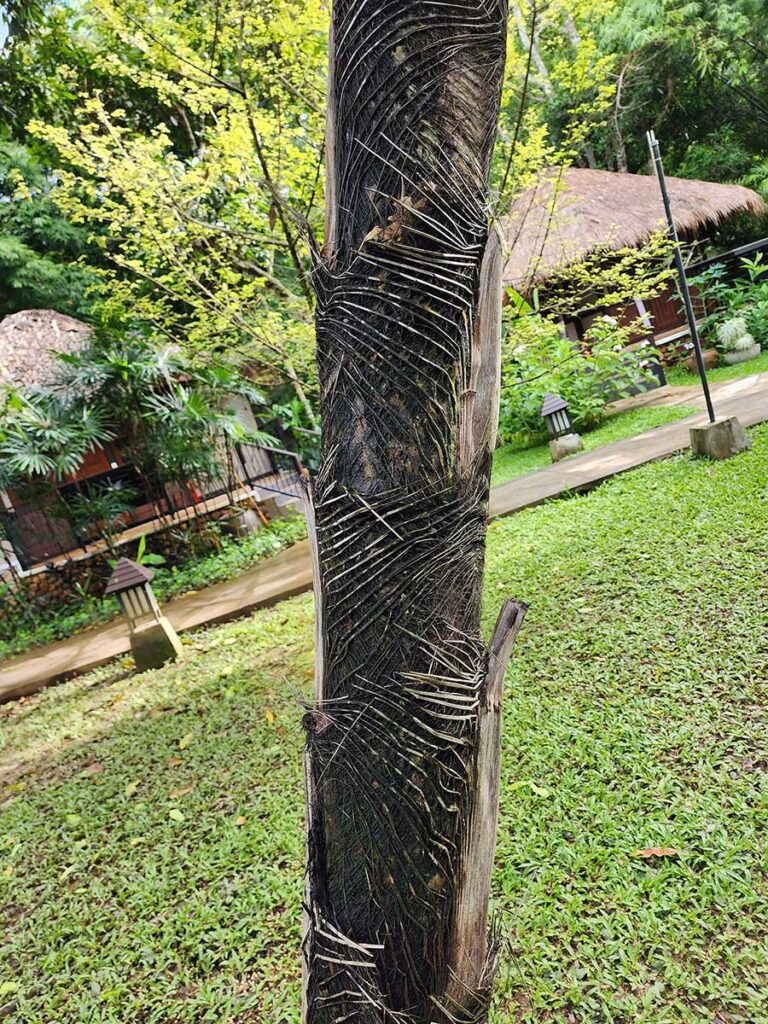 Rare Palm at Palmatum of River Kwai at River Kwai Resotel Riverside Resort in Saiyok, Kanchanaburi 22 Rare Palm at Palmatum of River Kwai at River Kwai Resotel Riverside Resort in Saiyok, Kanchanaburi 22