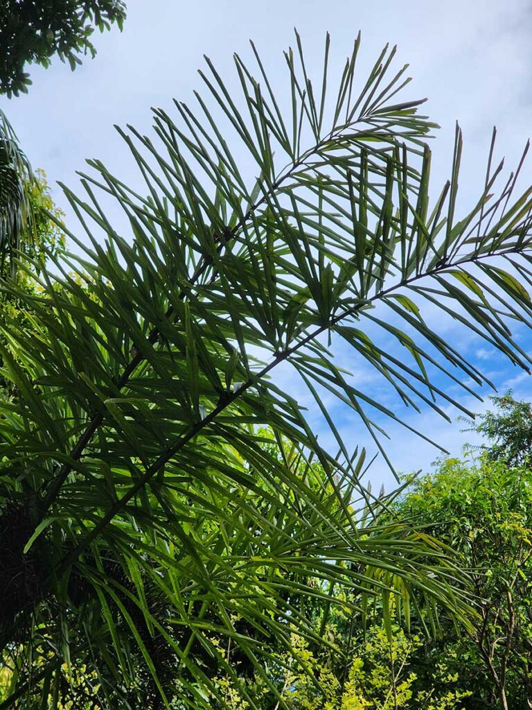 Rare Palm at Palmatum of River Kwai at River Kwai Resotel Riverside Resort in Saiyok, Kanchanaburi 23