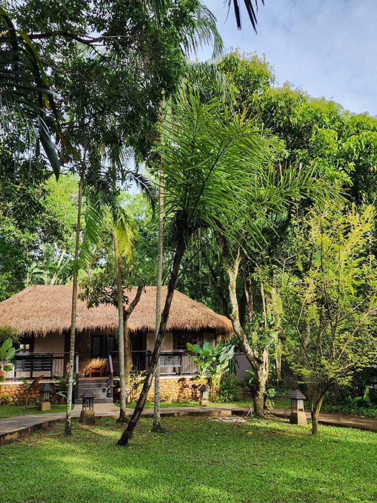 Rare Palm at Palmatum of River Kwai at River Kwai Resotel Riverside Resort in Saiyok, Kanchanaburi 24