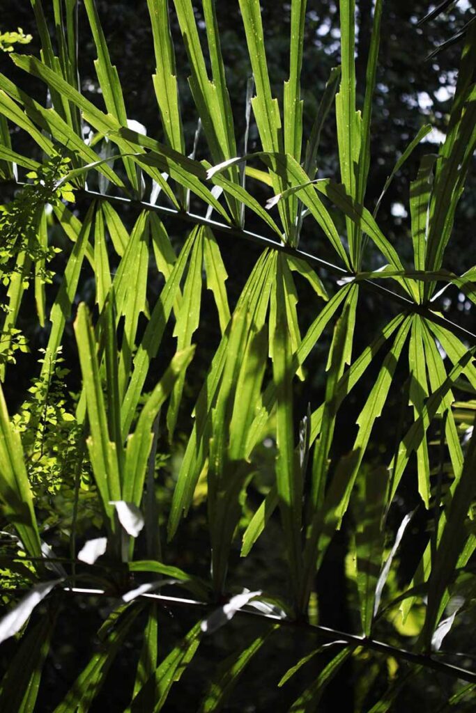 Rare Palm at Palmatum of River Kwai at River Kwai Resotel Riverside Resort in Saiyok, Kanchanaburi 50