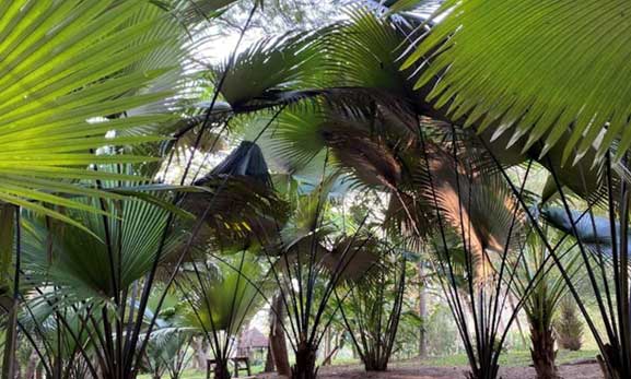 Rare Palm at Palmatum of River Kwai at River Kwai Resotel Riverside Resort in Saiyok, Kanchanaburi 26